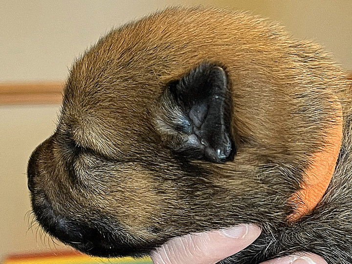 chinook puppy